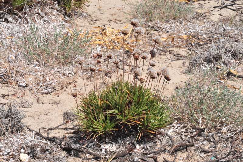 Armeria pungens / Spillone delle spiagge